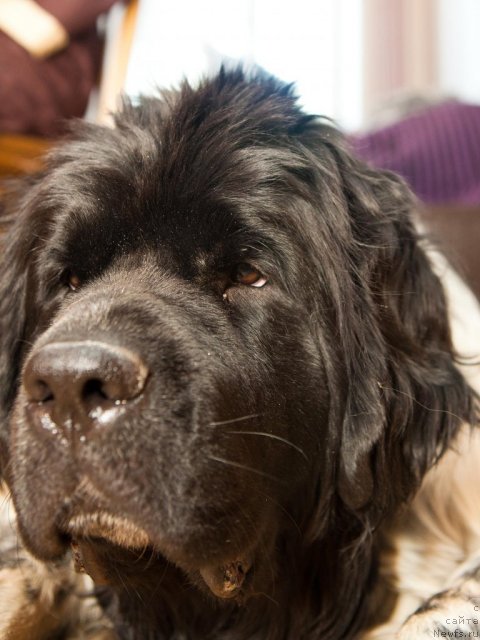 Фото: ньюфаундленд Akvian Song Zest Beautiful (Аквиан Сонг Зест Бьютифул)