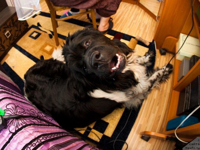 Фото: ньюфаундленд Akvian Song Zest Beautiful (Аквиан Сонг Зест Бьютифул)