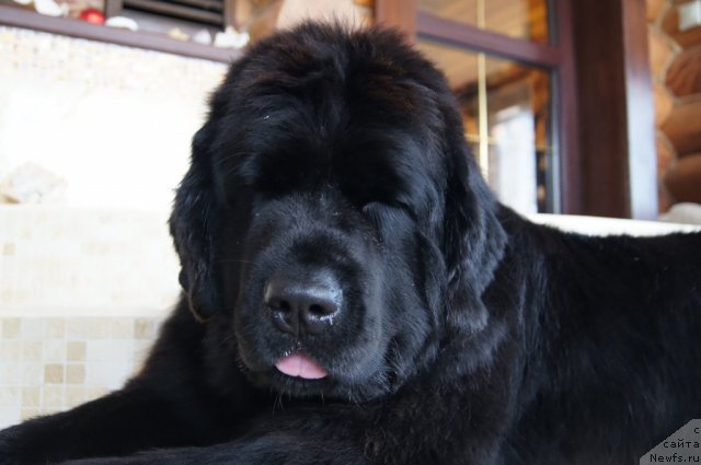 Фото: ньюфаундленд Plushevaya Panda Udivitelnaja Kejt (Плюшевая Панда Удивительная Кейт)