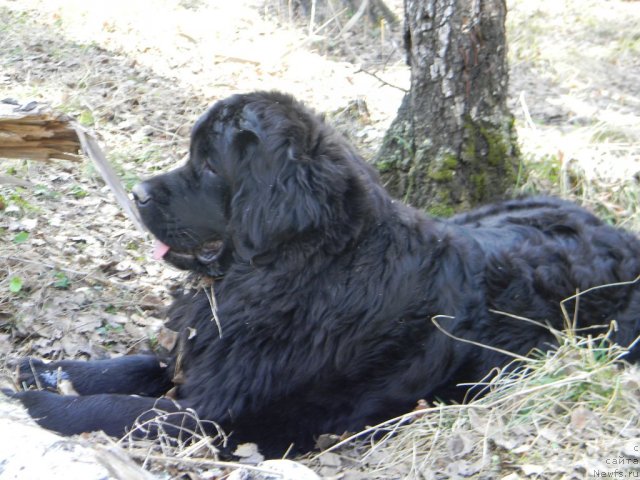 Фото: ньюфаундленд Otrada Nochi dlya N'yufort (Отрада Ночи для Ньюфорт)