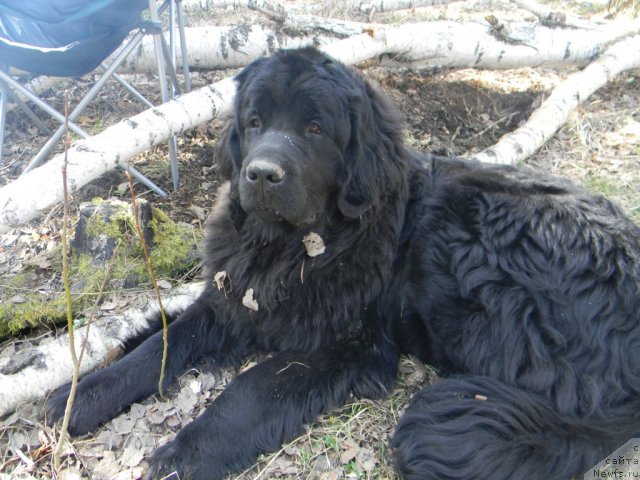 Фото: ньюфаундленд Otrada Nochi dlya N'yufort (Отрада Ночи для Ньюфорт)