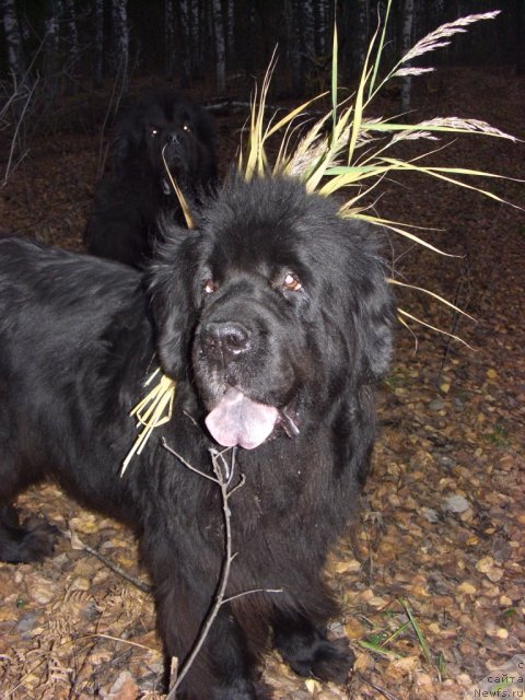 Фото: ньюфаундленд Akin Soul Sofiya (Акин Соул София)