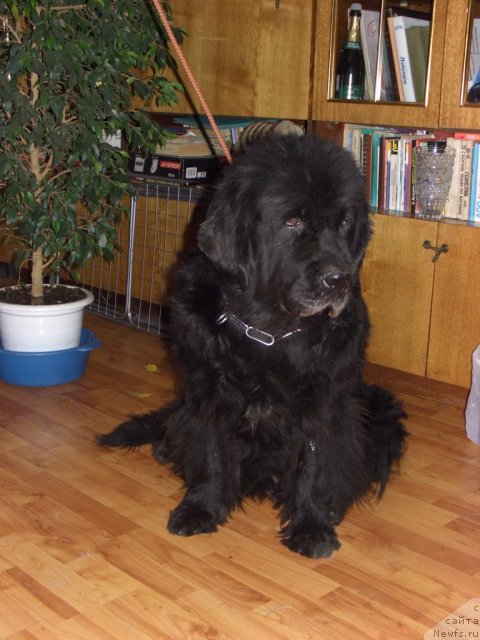 Фото: ньюфаундленд Glyed Tu Si Djipsi (Глэд Ту Си Джипси)