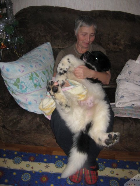 Фото: ньюфаундленд Remedjio Rassekayuschiy Volnu (Ремеджио Рассекающий Волну)