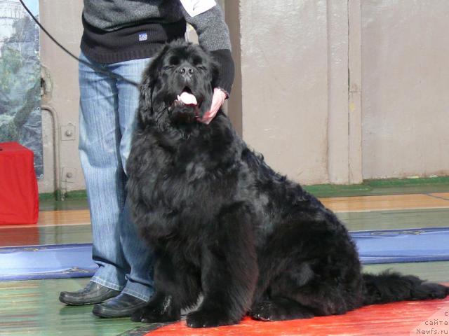 Фото: ньюфаундленд Pchyolkin Dom Afonya (Пчёлкин Дом Афоня)