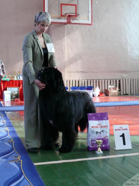 Фото: ньюфаундленд Fiamettahauz Galahat Rytsar' Graalia (Фиаметтахауз Галахад Рыцарь Грааля)