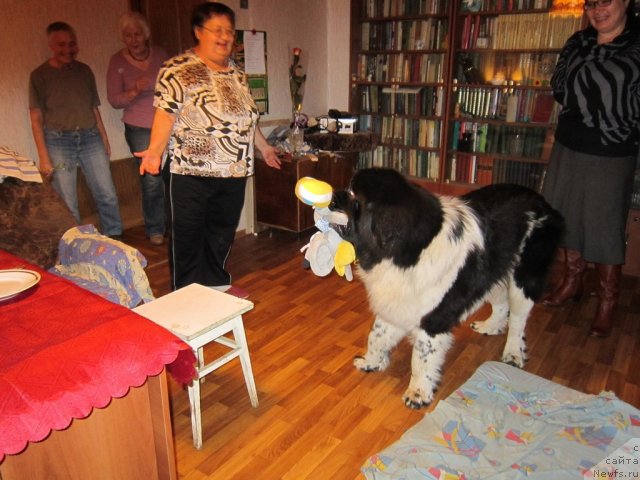 Фото: ньюфаундленд Remedjio Rassekayuschiy Volnu (Ремеджио Рассекающий Волну)