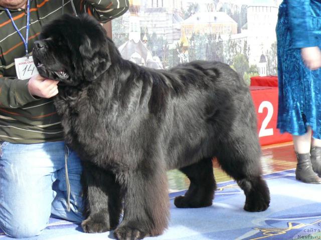 Фото: ньюфаундленд Dodger ot Sibirskogo Medvedja (Доджер от Сибирского Медведя)