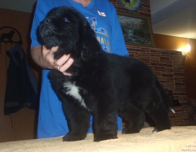 Фото: ньюфаундленд N'yufort Centr Forvard (Ньюфорт Центр Форвард)