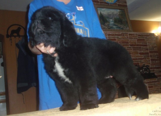 Фото: ньюфаундленд N'yufort Centr Forvard (Ньюфорт Центр Форвард)