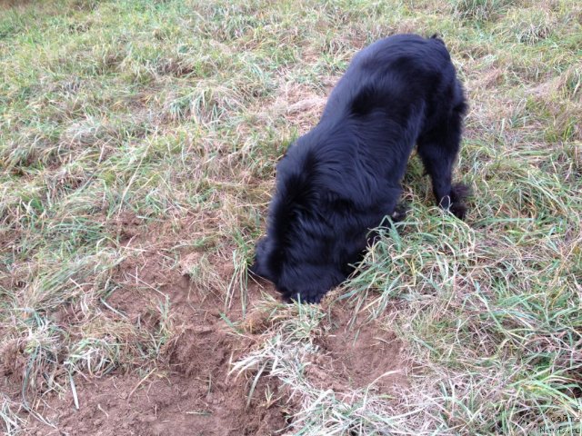 Фото: ньюфаундленд Restayling From SHipmyen (Рестайлинг Фром Шипмэн)