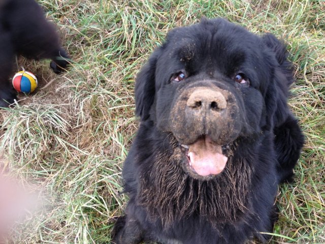 Фото: ньюфаундленд Restayling From SHipmyen (Рестайлинг Фром Шипмэн)