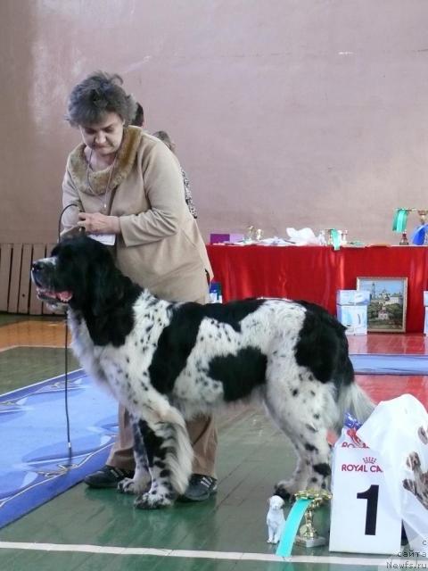 Фото: ньюфаундленд Daanich Hrizantema Dona (Даанич Хризантема Дона)