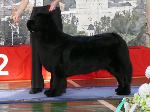 Фото: ньюфаундленд CHansi iz Zolotogo Treugol'nika (Чанси из Золотого Треугольника)