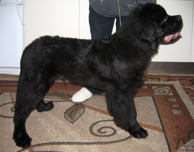 Фотография № 109243