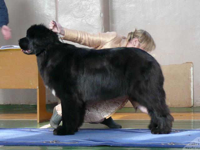 Фото: ньюфаундленд Sent Djons Zhozefina (Сент Джонс Жозефина)