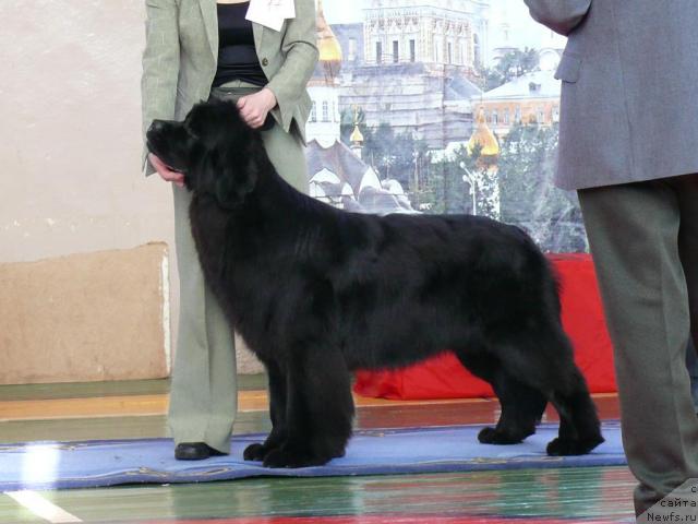 Фото: ньюфаундленд Ocharovatelnaya Lady ot Sibirskogo Medvedja (Очаровательна Леди от Сибирского Медведя)