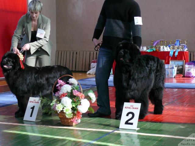 Фото: ньюфаундленд Potap Felicia (Потап Фелиция), ньюфаундленд Pchyolkin Dom Afonya (Пчёлкин Дом Афоня)