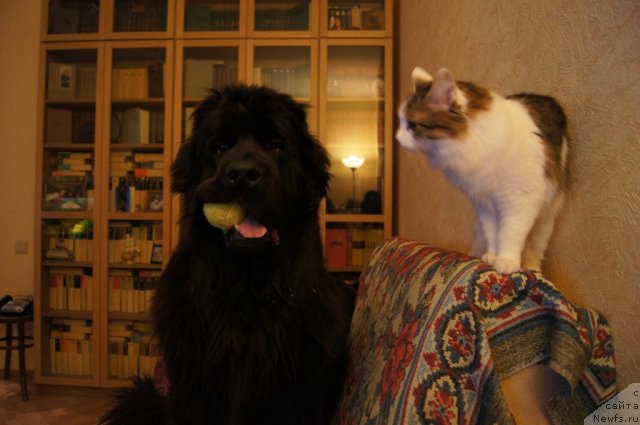 Фотография № 109276