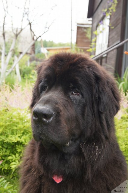 Фото: ньюфаундленд Sent Djons Lesnaya Feya (Сент Джонс Лесная Фея)