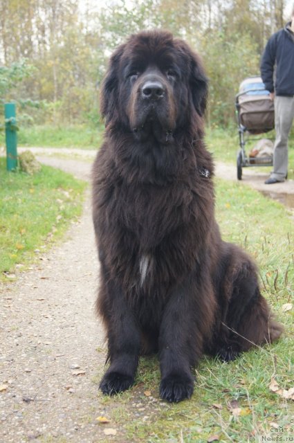 Фото: ньюфаундленд Sent Djons Lesnaya Feya (Сент Джонс Лесная Фея)