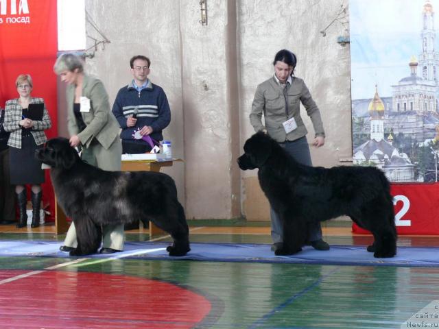 Фото: ньюфаундленд Ocharovatelnaya Lady ot Sibirskogo Medvedja (Очаровательна Леди от Сибирского Медведя), ньюфаундленд Amulet Lyubvi i Schastya (Амулет Любви и Счастья)