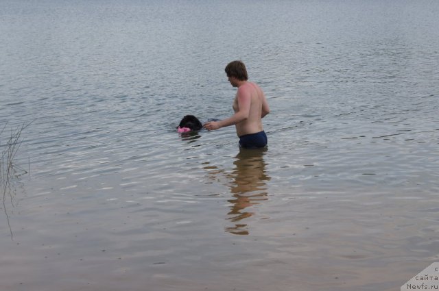 Фото: ньюфаундленд Sent Djons Lesnaya Feya (Сент Джонс Лесная Фея)