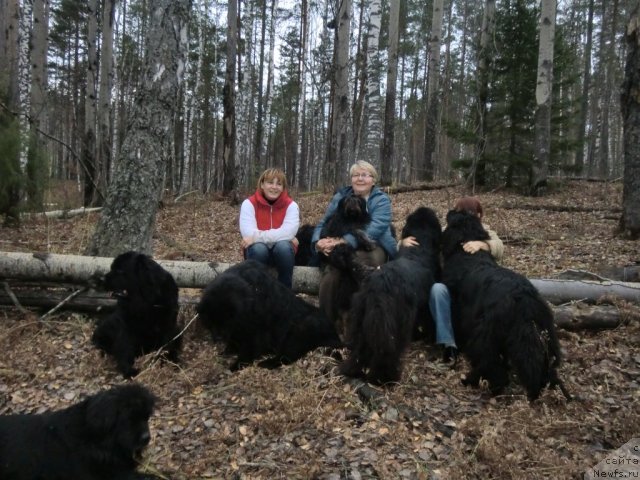 Фото: ньюфаундленд Akin Soul Sofiya (Акин Соул София), ньюфаундленд Lesnaya Skazka Lunnaya Sonata (Лесная Сказка Лунная Соната), ньюфаундленд Glyed Tu Si Djipsi (Глэд Ту Си Джипси), ньюфаундленд Baryishnya (Барышня)