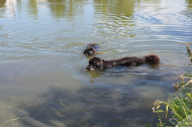 Фото: ньюфаундленд Sent Djons Lesnaya Feya (Сент Джонс Лесная Фея), ньюфаундленд Beguschaya po Volnam Foget Mi Not (Бегущая по Волнам Фогет Ми Нот)