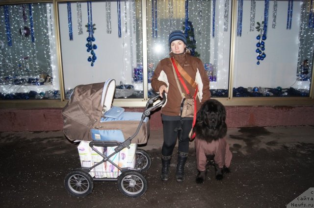 Фото: ньюфаундленд Sent Djons Lesnaya Feya (Сент Джонс Лесная Фея), Aleksandra Fetisova (Александра Фетисова)