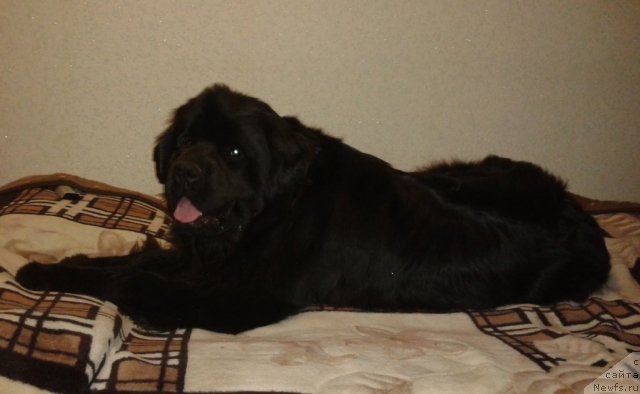 Фото: ньюфаундленд Akvatoriya Kelvin Koroleva Margo (Акватория Келвин Королева Марго)