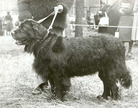 Фото: ньюфаундленд Eva Blyek (Ева Блэк)