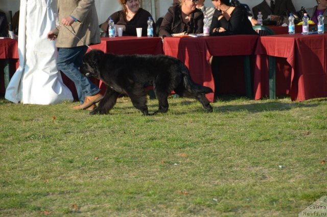 Фото: ньюфаундленд Beguschaya po Volnam Fireball (Бегущая по Волнам Фиребалл)