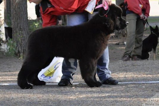 Фото: ньюфаундленд Black Tower Blue Velvet (Black Tower Blue Velvet)