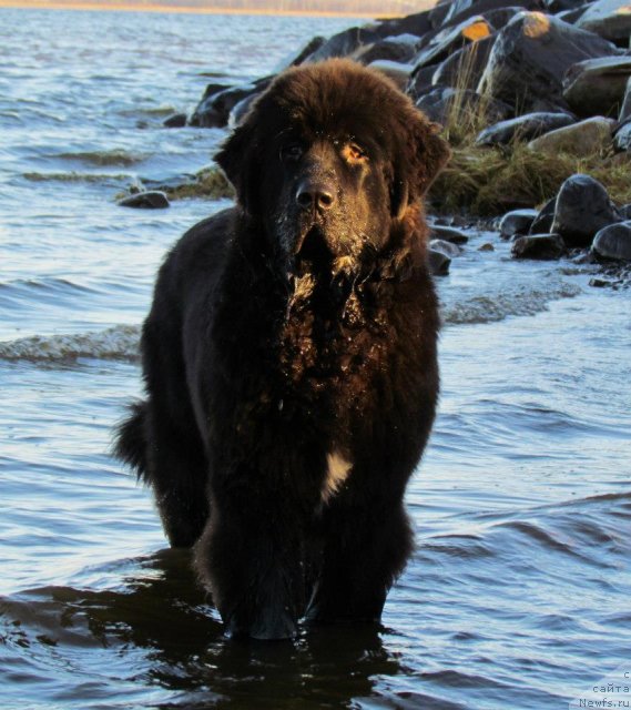 Фото: ньюфаундленд Black Tower Blue Velvet (Black Tower Blue Velvet)