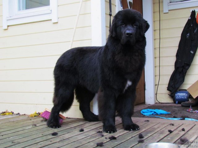 Фото: ньюфаундленд Black Tower Blue Velvet (Black Tower Blue Velvet)