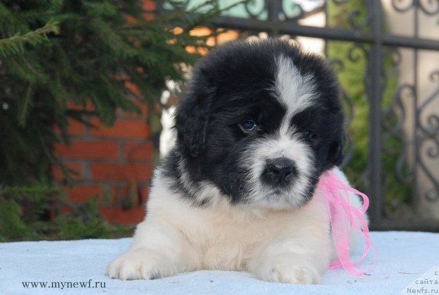 Фото: ньюфаундленд Sent Djons Viva Viktoria (Сент Джонс Вива Виктория)