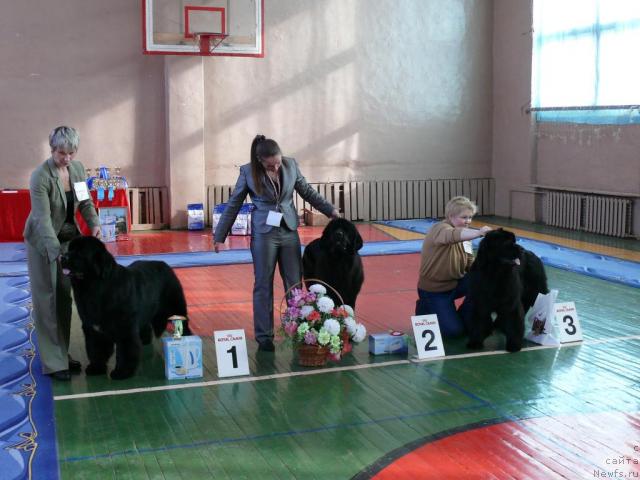 Фото: ньюфаундленд Fiamettahauz Galahat Rytsar' Graalia (Фиаметтахауз Галахад Рыцарь Грааля), ньюфаундленд Aquatoriya Kelvin Golden Spirit (Акватория Келвин Голден Спирит), ньюфаундленд Ocharovatelnaya Lady ot Sibirskogo Medvedja (Очаровательна Леди от Сибирского Медведя)