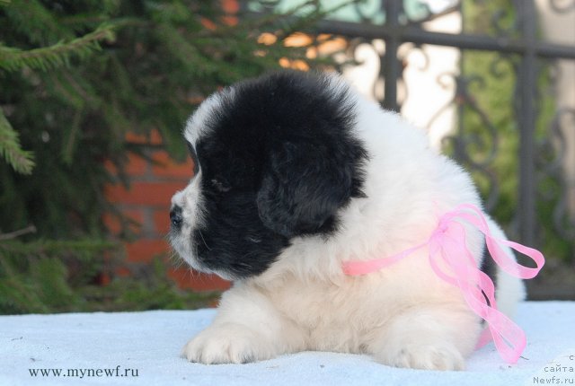 Фото: ньюфаундленд Sent Djons Viva Viktoria (Сент Джонс Вива Виктория)