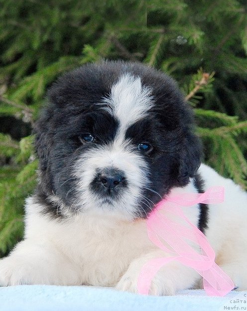 Фото: ньюфаундленд Sent Djons Viva Viktoria (Сент Джонс Вива Виктория)