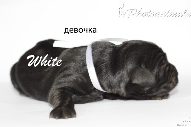 Фотография № 109358