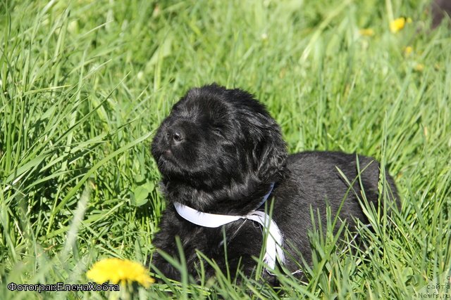 Фото: ньюфаундленд My Fulgido Stella (Май Фульджидо Стелла)