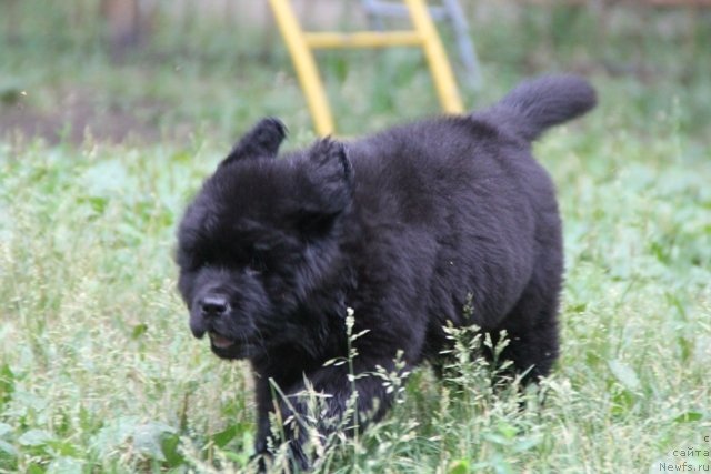 Фото: ньюфаундленд My Fulgido Stella (Май Фульджидо Стелла)