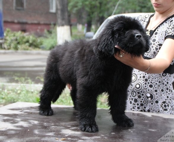 Фотография № 109369