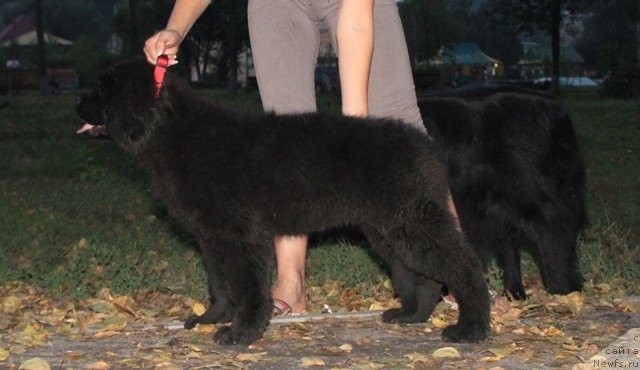 Фотография № 109375