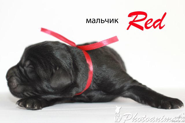 Фотография № 109377