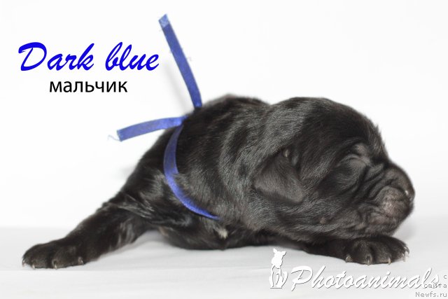 Фото: ньюфаундленд Midnight Boy (Миднайт Бой)