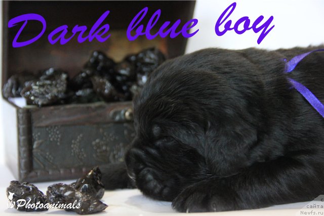 Фотография № 109387