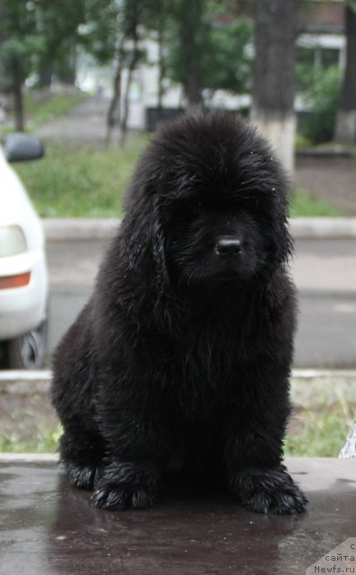 Фото: ньюфаундленд Midnight Boy (Миднайт Бой)