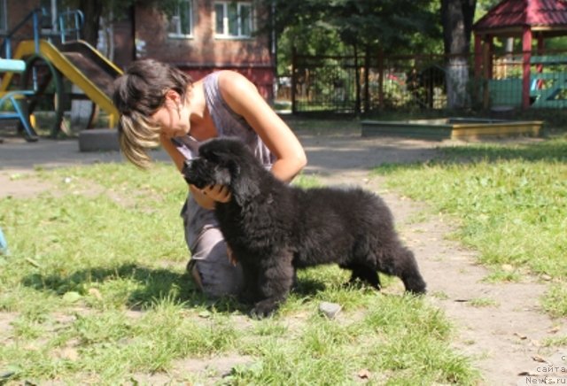 Фото: ньюфаундленд Midnight Boy (Миднайт Бой), Lyudmila Kudryavceva (Людмила Кудрявцева)